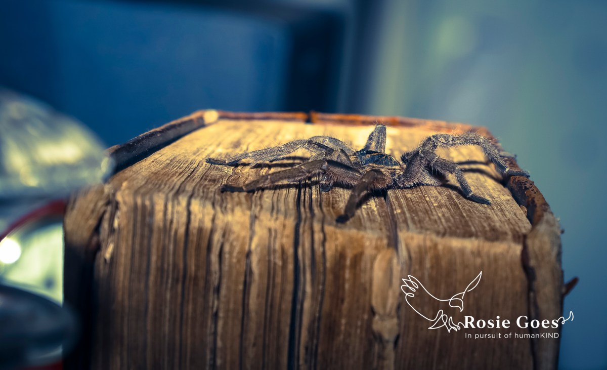 Dear Narcissist. Thank&nbsp;you.