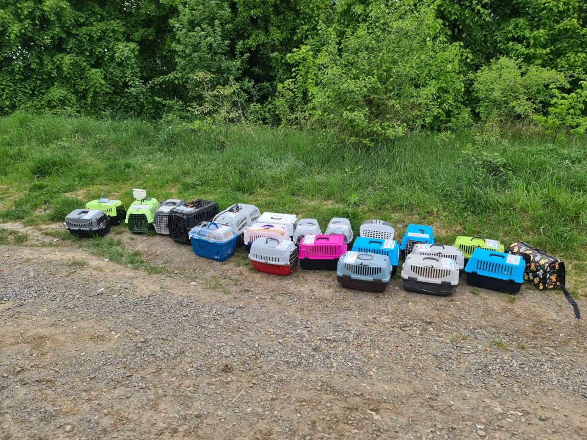 Rosie Goes to Ukraine: Pets reunited with their&nbsp;owners